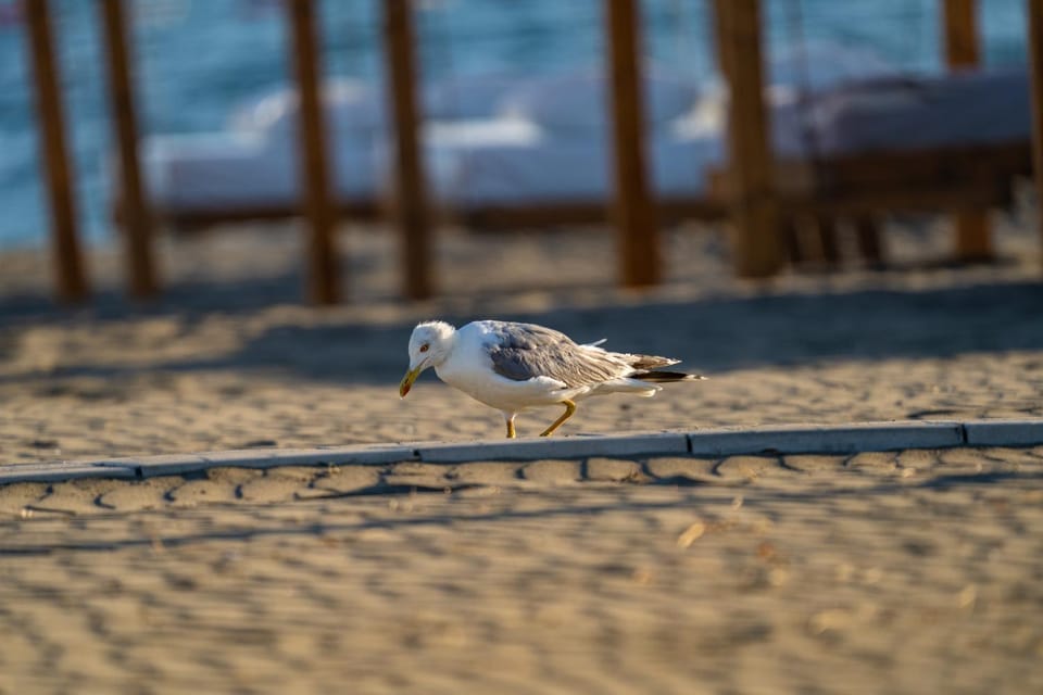 Day, Natural landscape, Animals