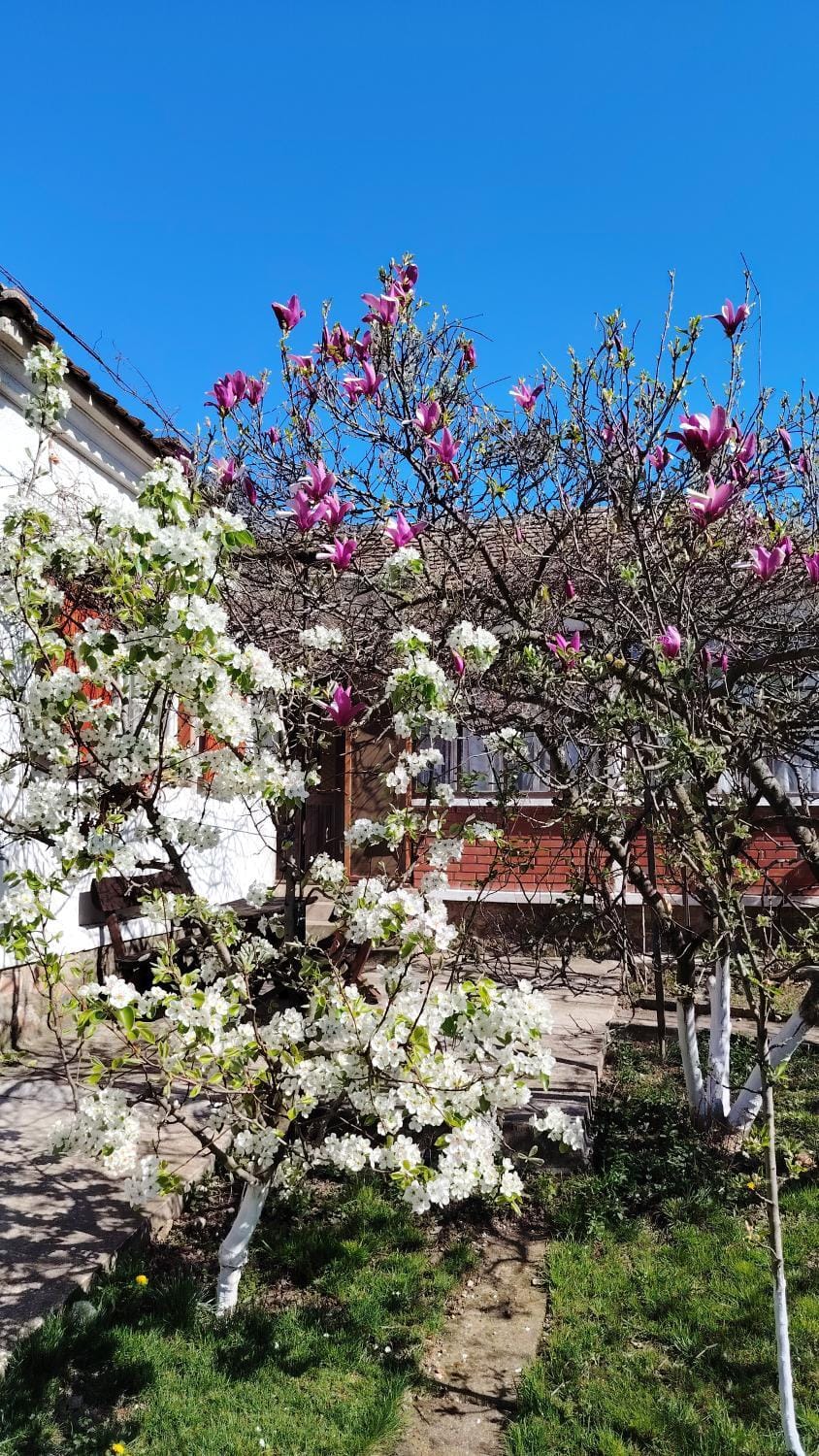 Spring, Day, Garden