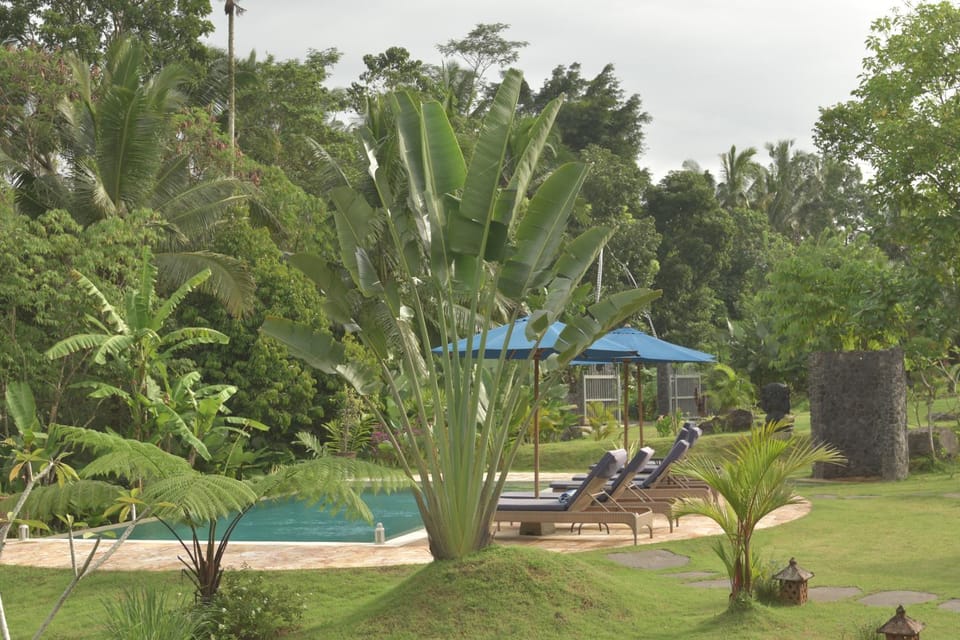 Garden, Pool view, Swimming pool, sunbed