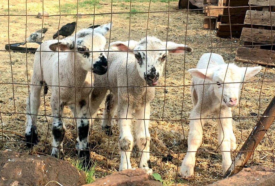 Garden, Animals