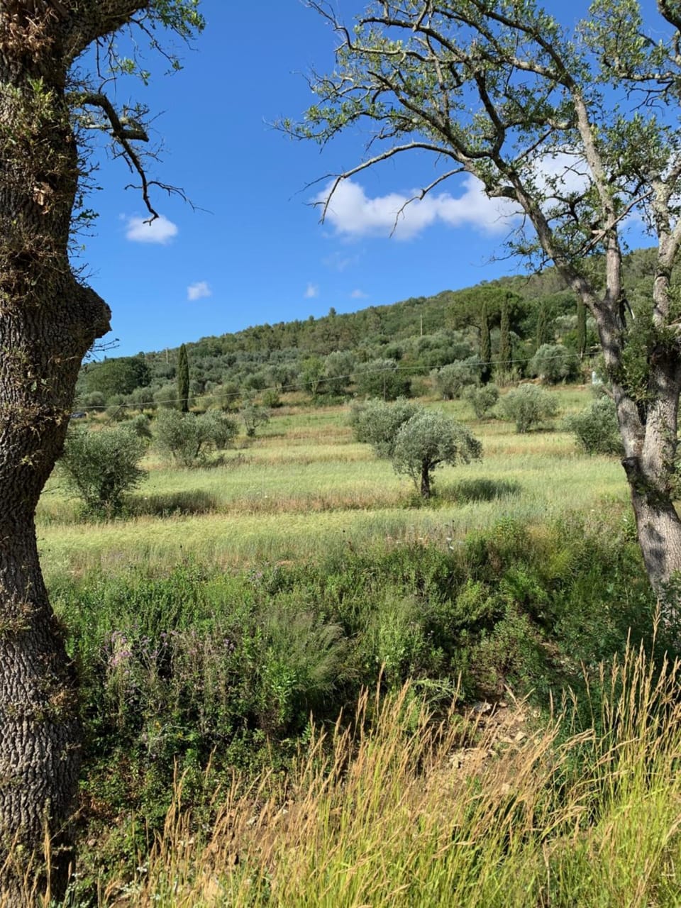 Natural landscape