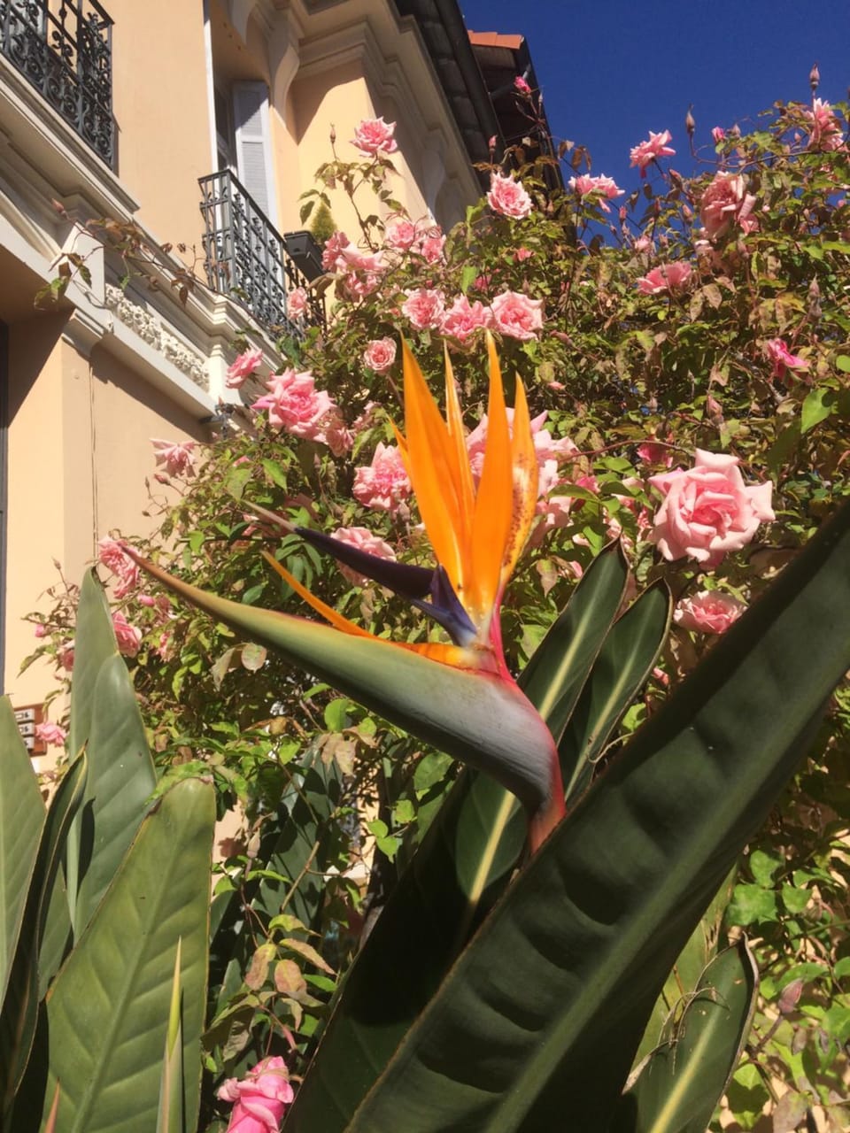 Au petit Marius Apartment in Cannes