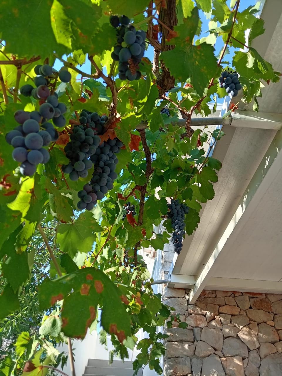 La Mennula Garden Apartment in Apulia