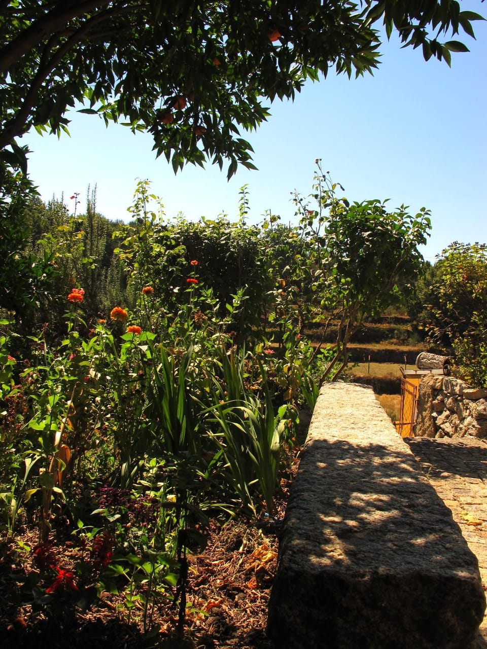 Garden view