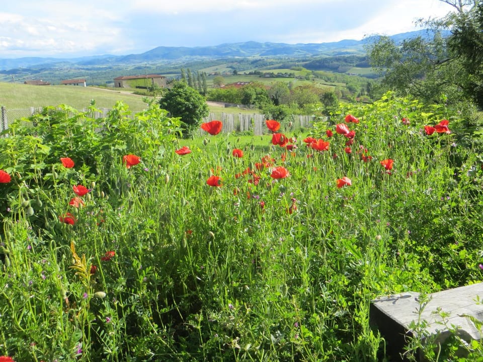 Balcony/Terrace, Garden view