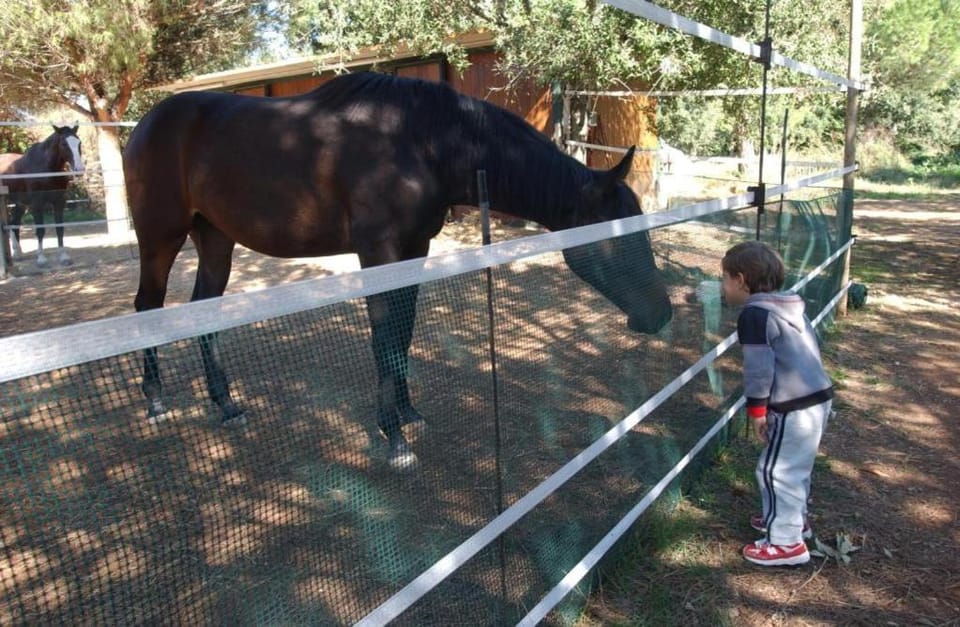 Animals, children