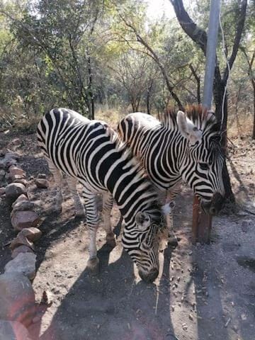 The Aloes Bush Lodge House in South Africa