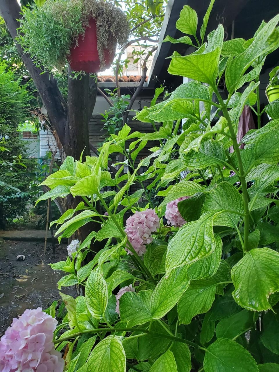 Spring, Garden, Garden view