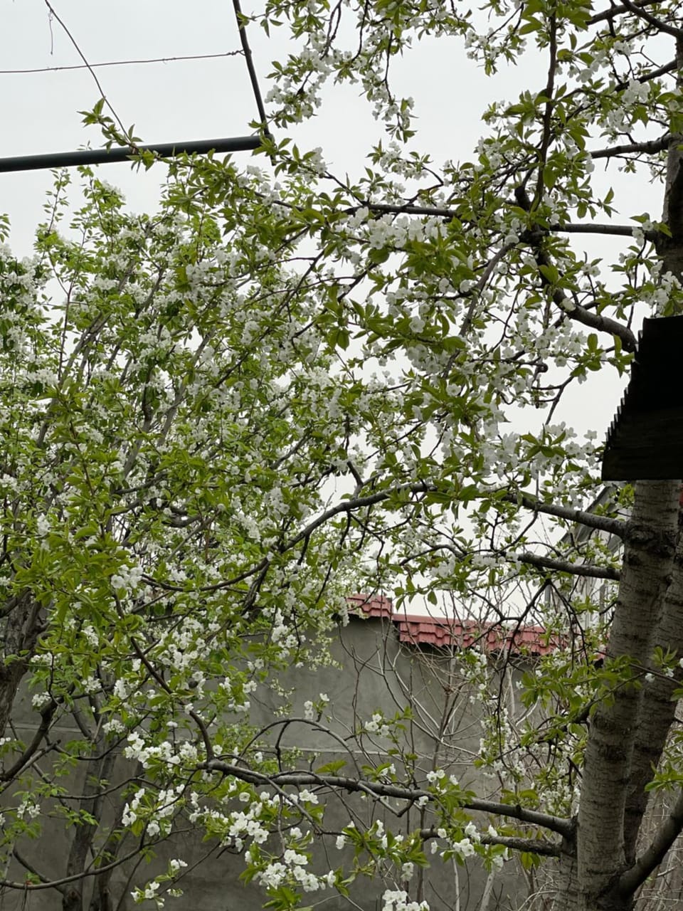 The Nut Guest House Bed and Breakfast in Yerevan