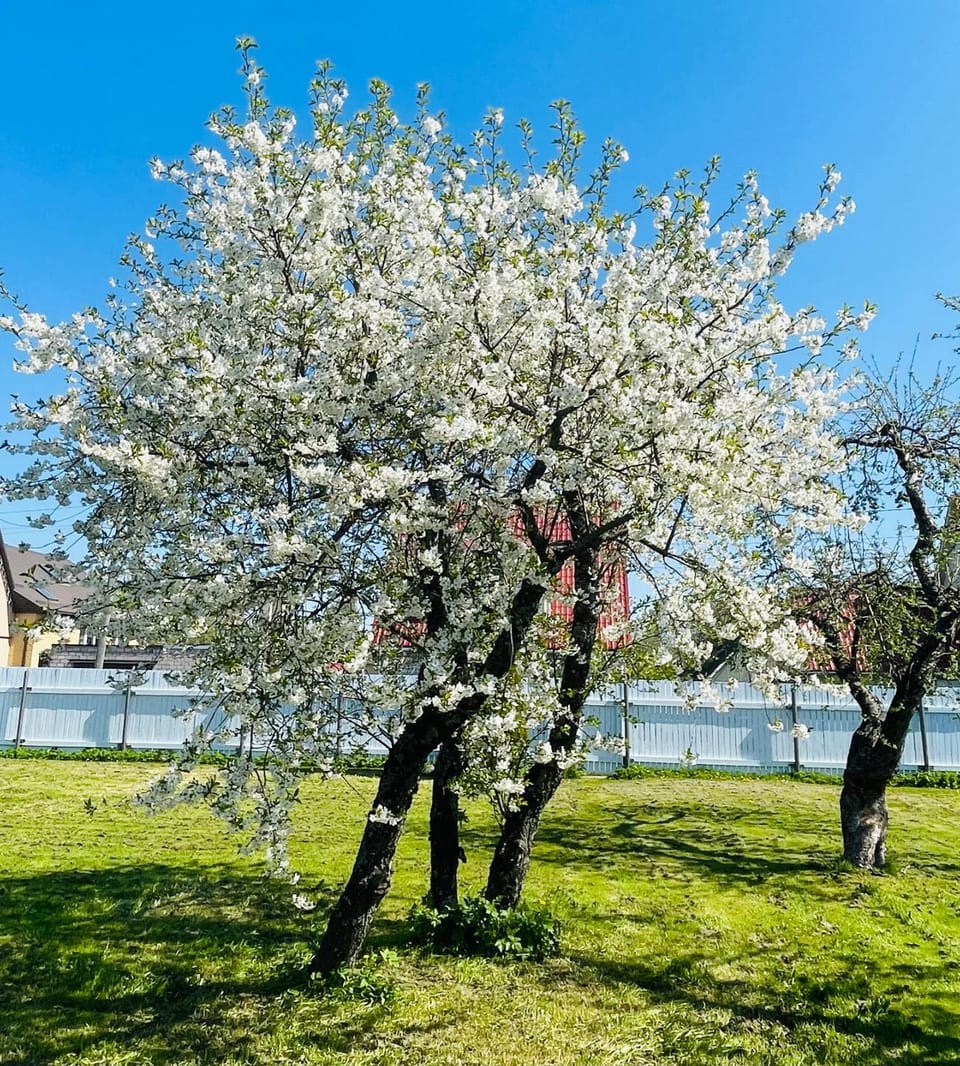 Spring, Day, Garden, Garden view