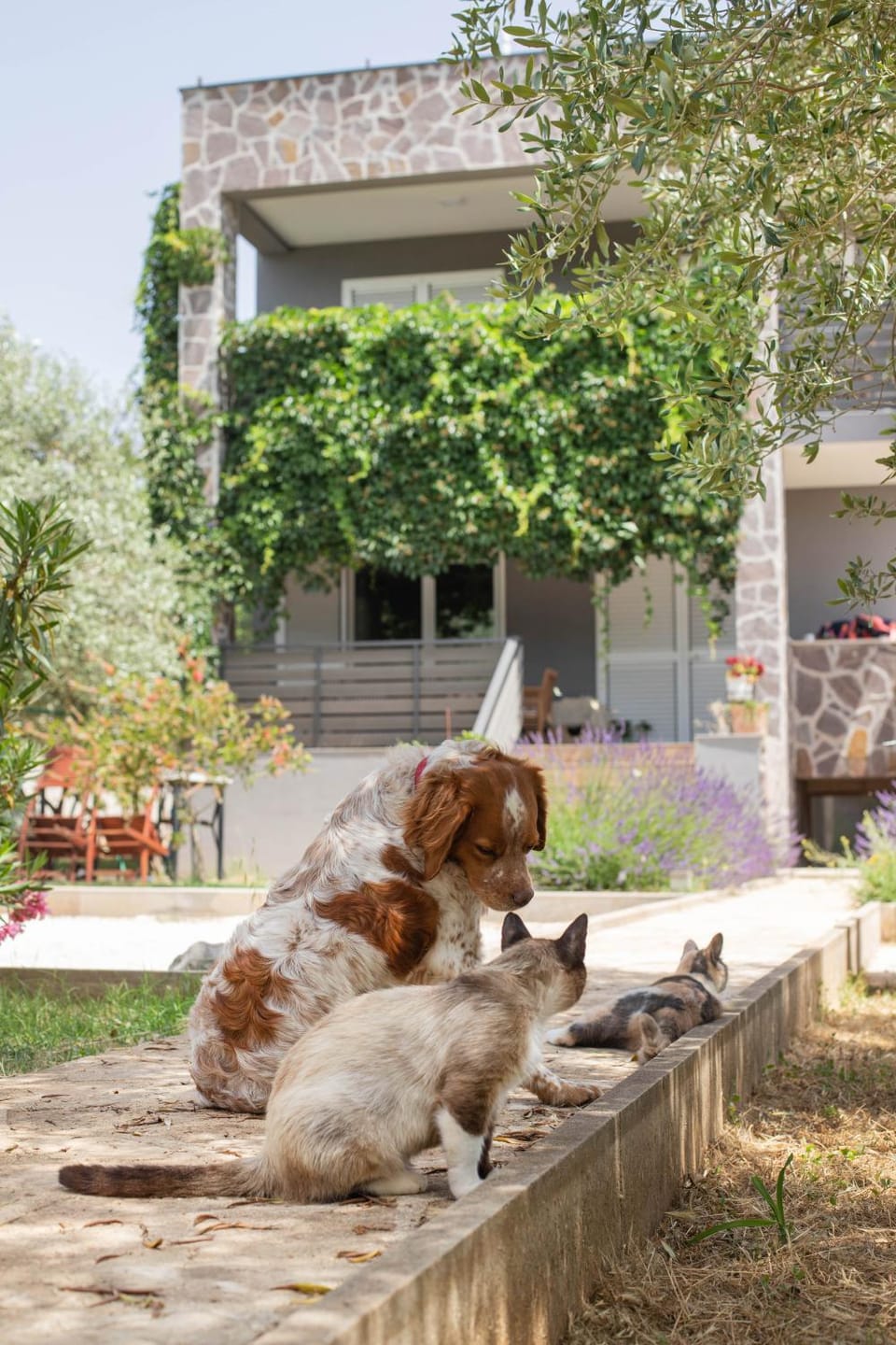 Apartman Rabota free beach accesories Apartment in Pula