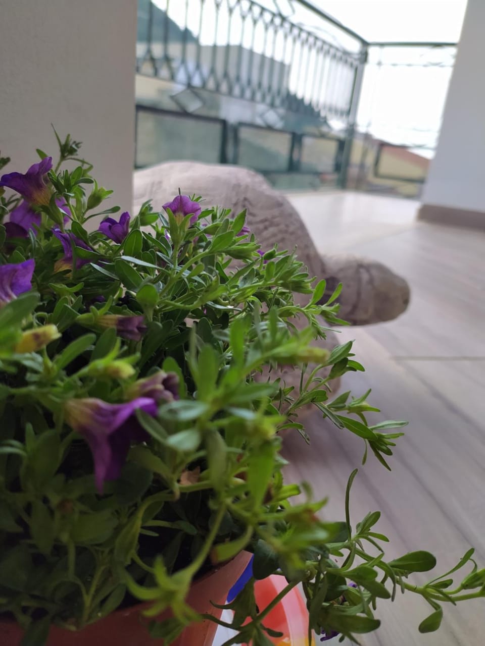 View (from property/room), Balcony/Terrace