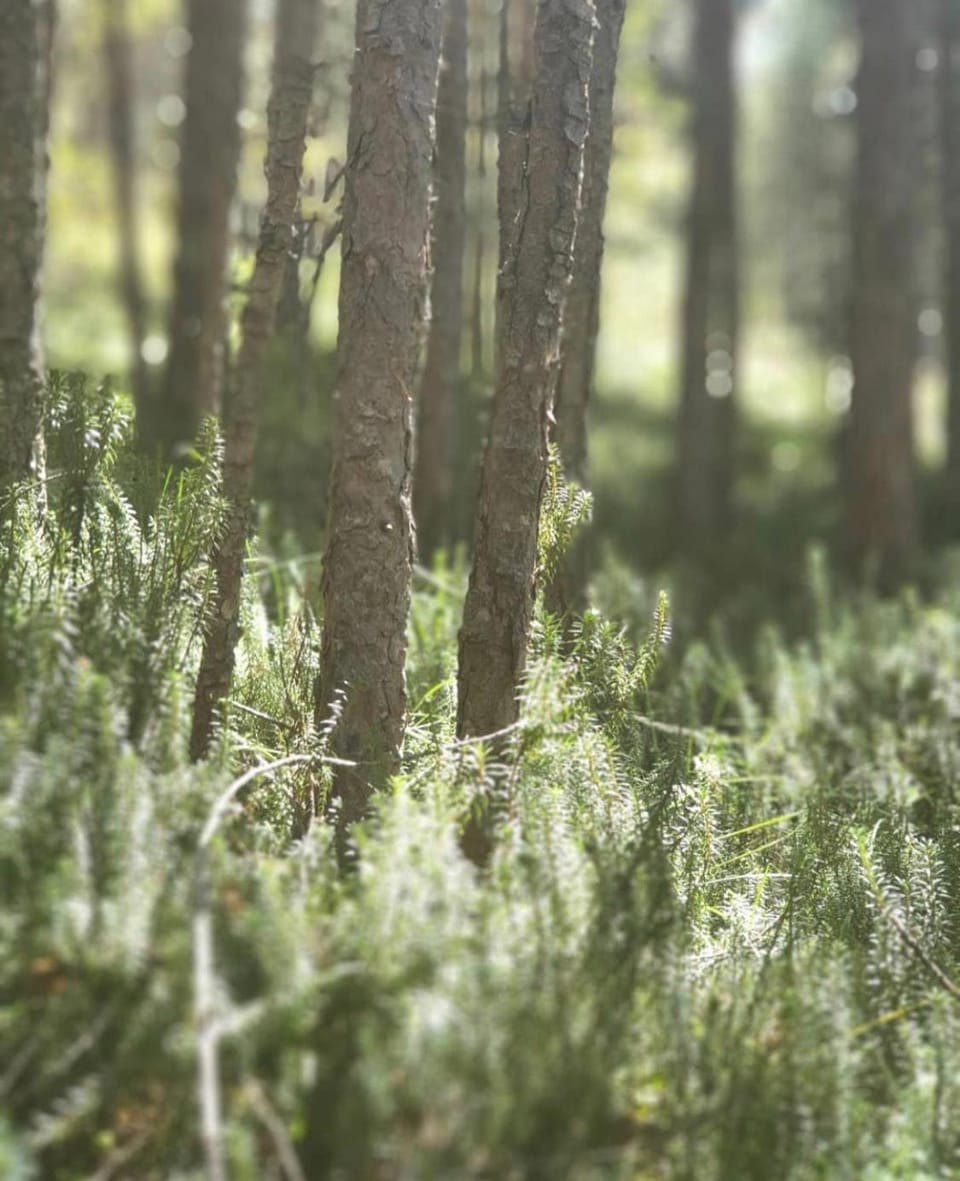 Day, Natural landscape