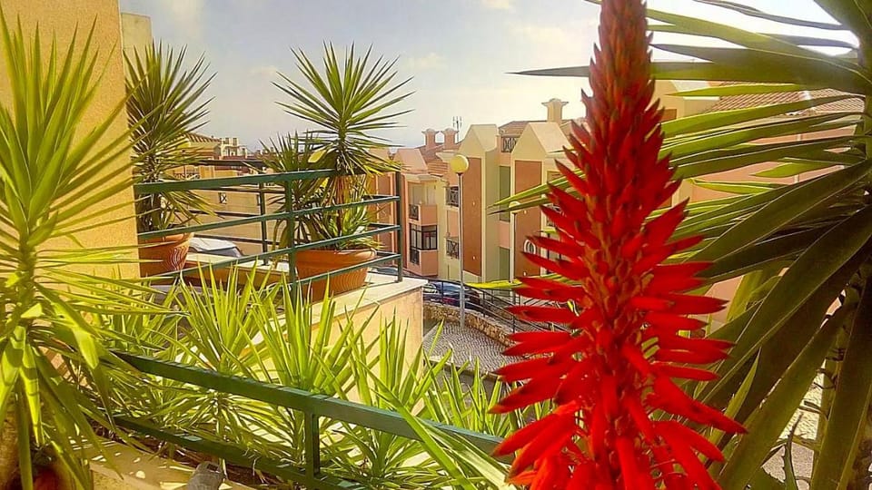 Day, Garden, Garden view