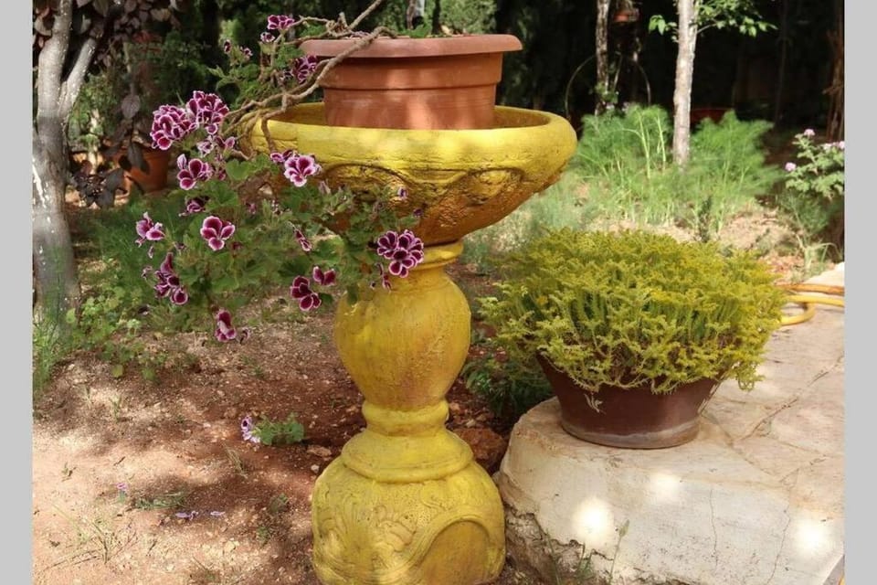 Patio, Garden