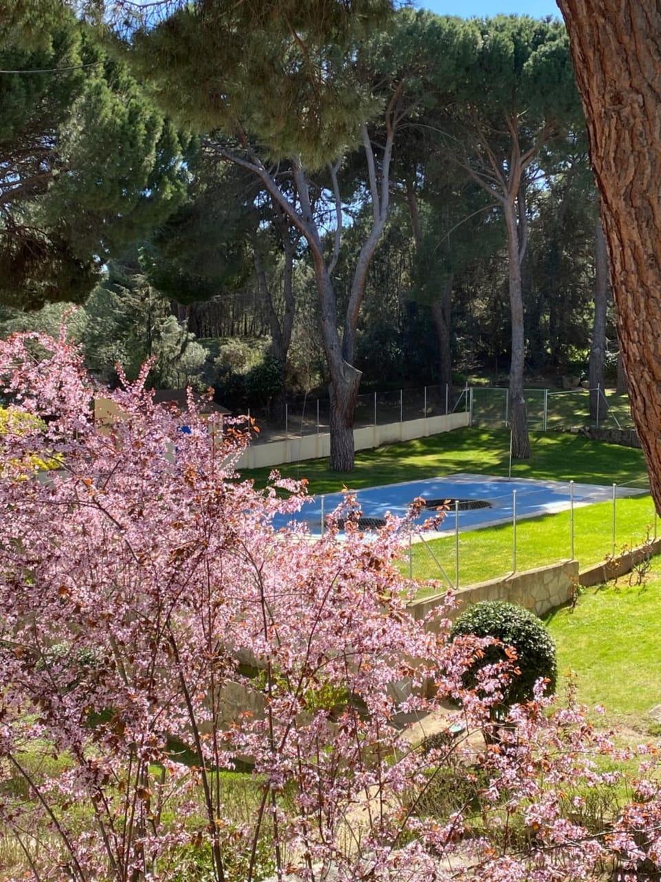 Day, Natural landscape, Garden, Pool view, Swimming pool
