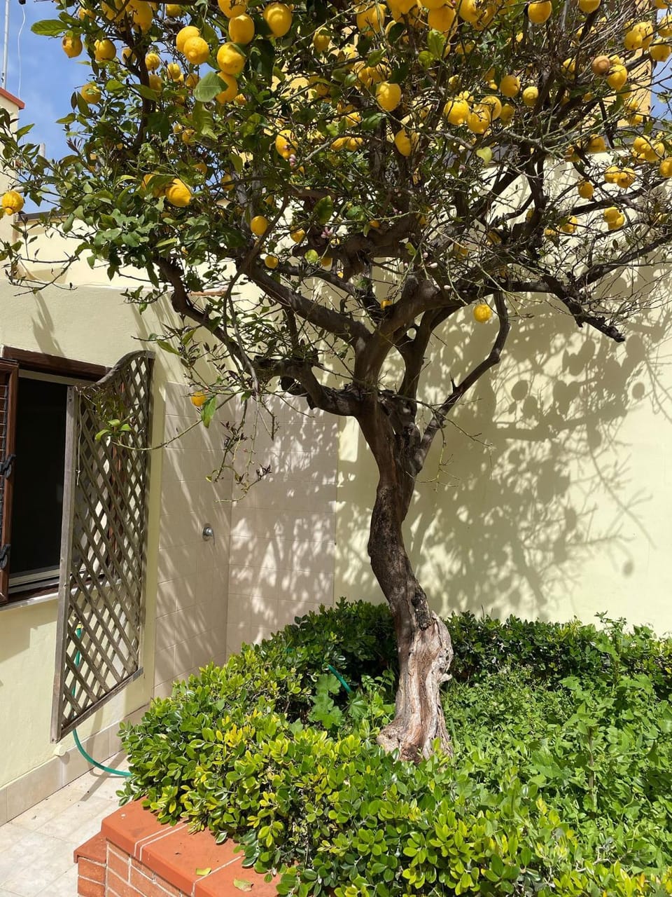 Spring, Garden, Garden view