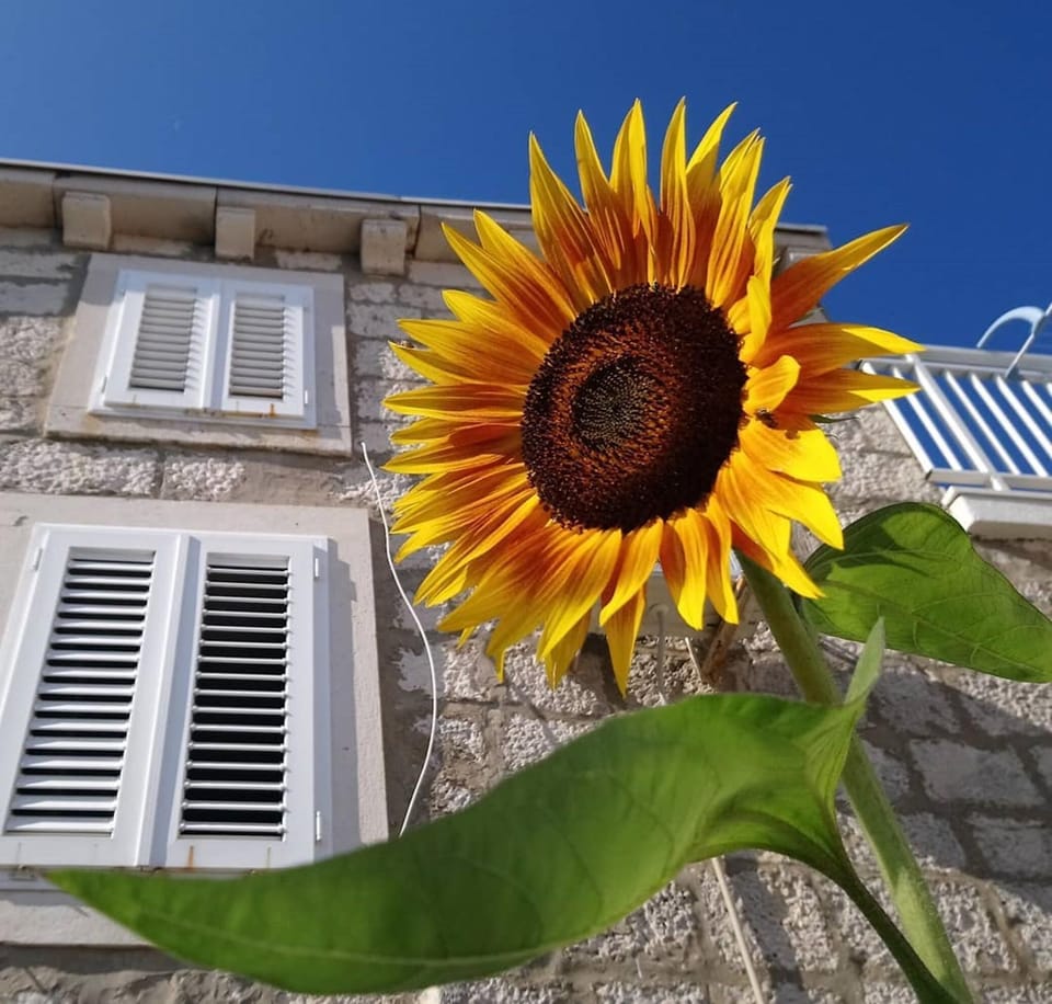 Property building, Facade/entrance, Garden