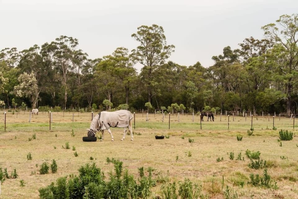 Odyssean Tiny House A by Tiny Away House in Cessnock