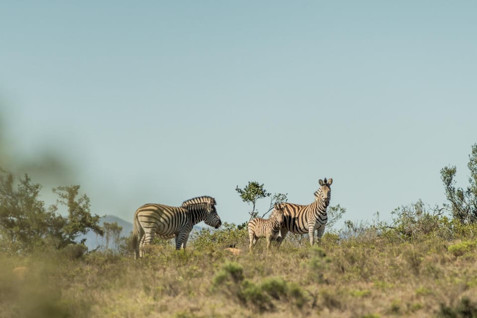 Animals