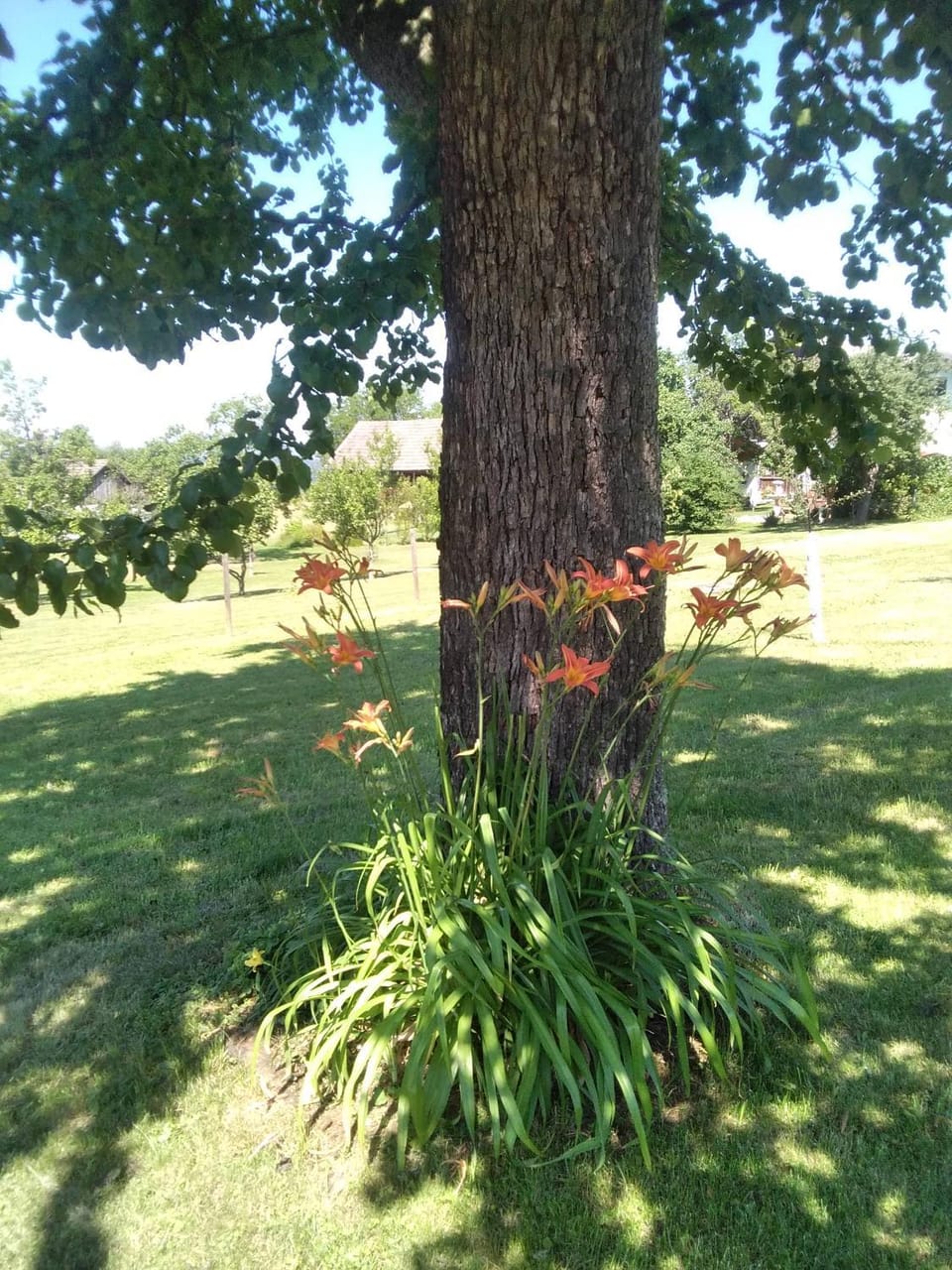 Spring, Garden, Garden view