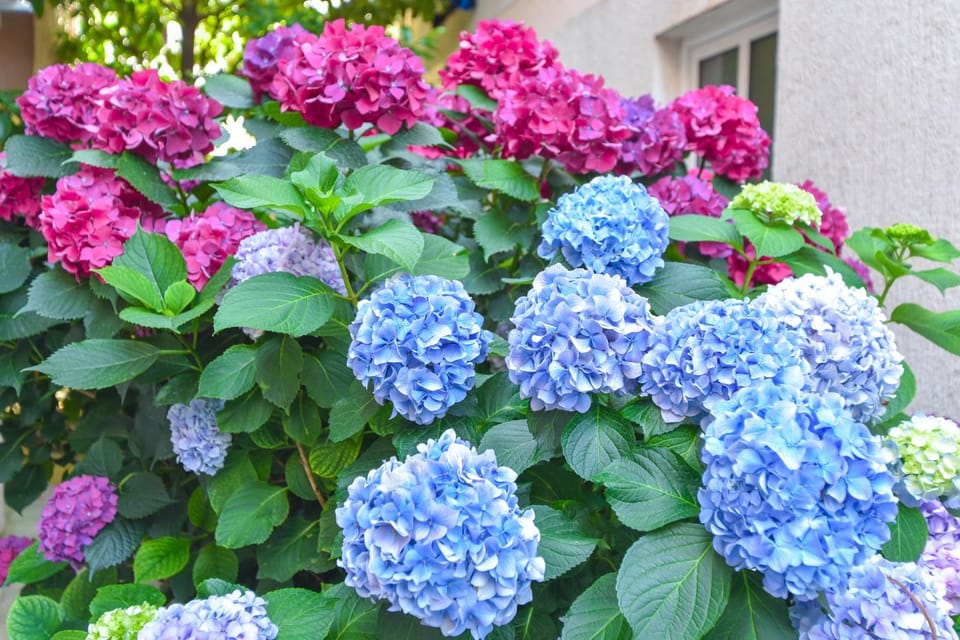 Hotel Suzana Budva Bed and Breakfast in Budva