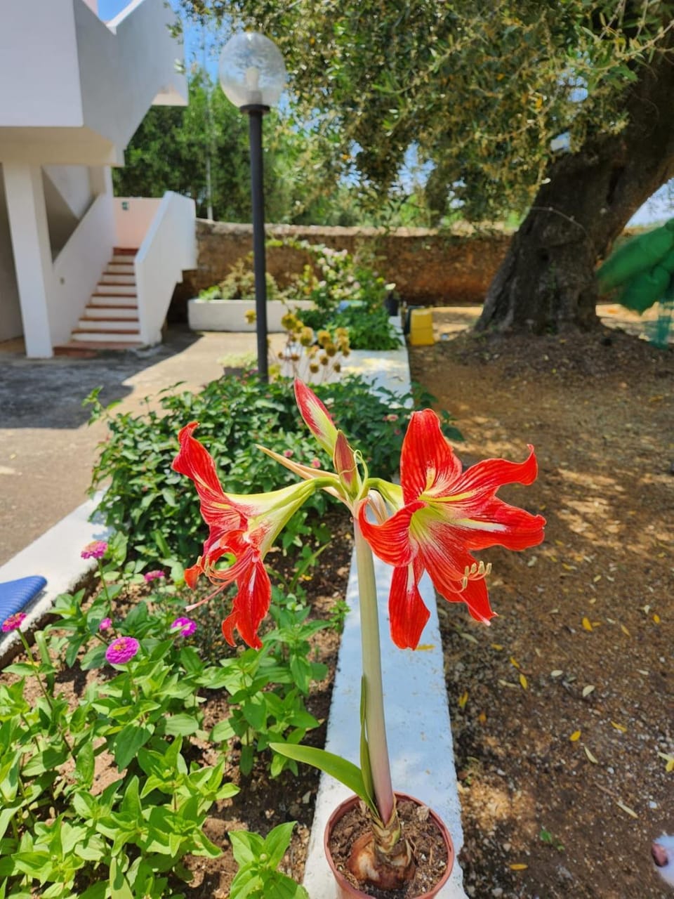 Property building, Spring, Day, Garden, Garden view
