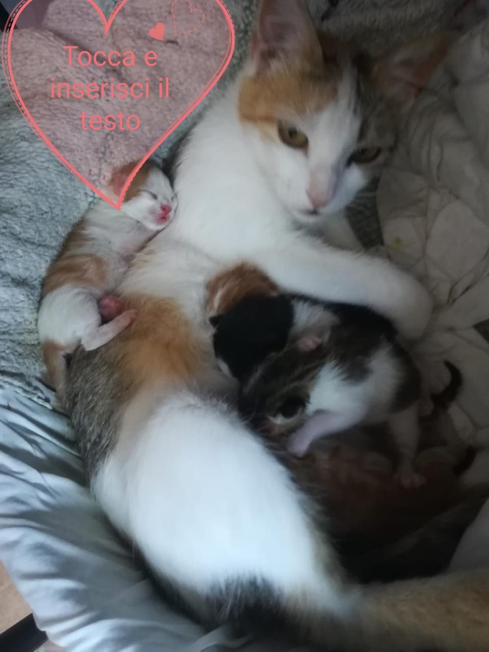 Pets