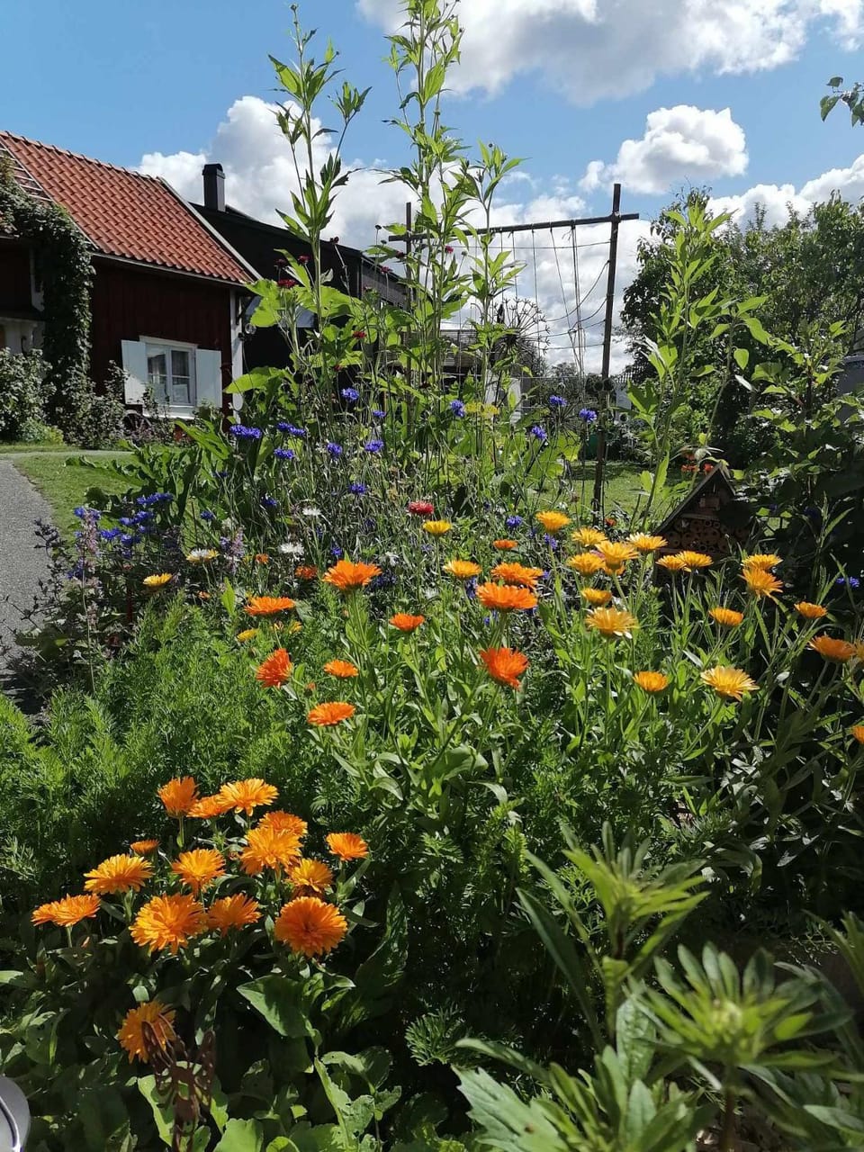 Garden view
