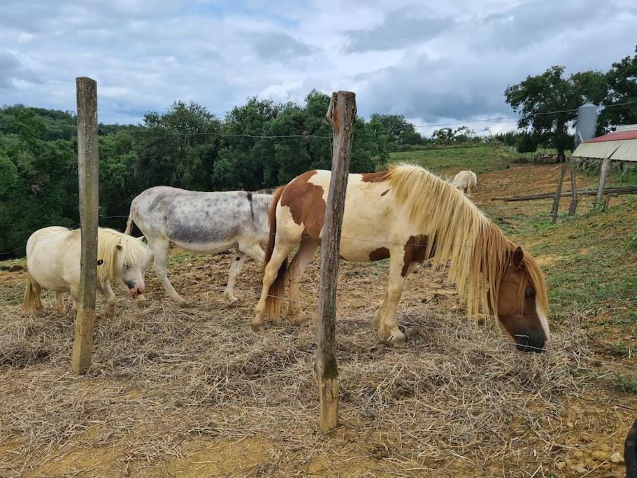Corps de Ferme Labarthe à Pimbo House in Nouvelle-Aquitaine