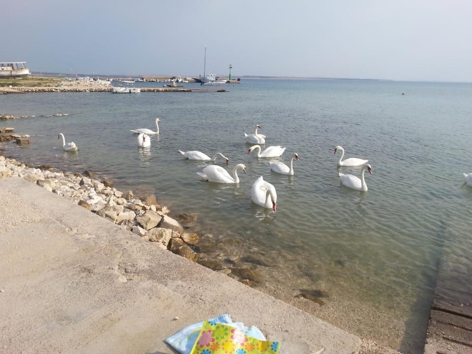 New Kosljun Apartment short walk to Beach Apartment in Zadar County