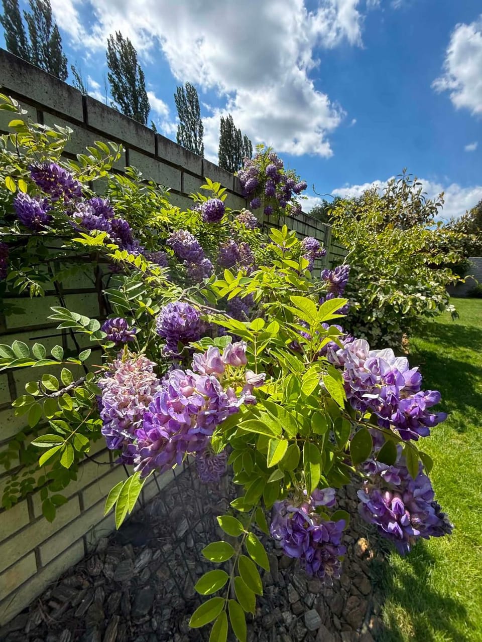 Garden view