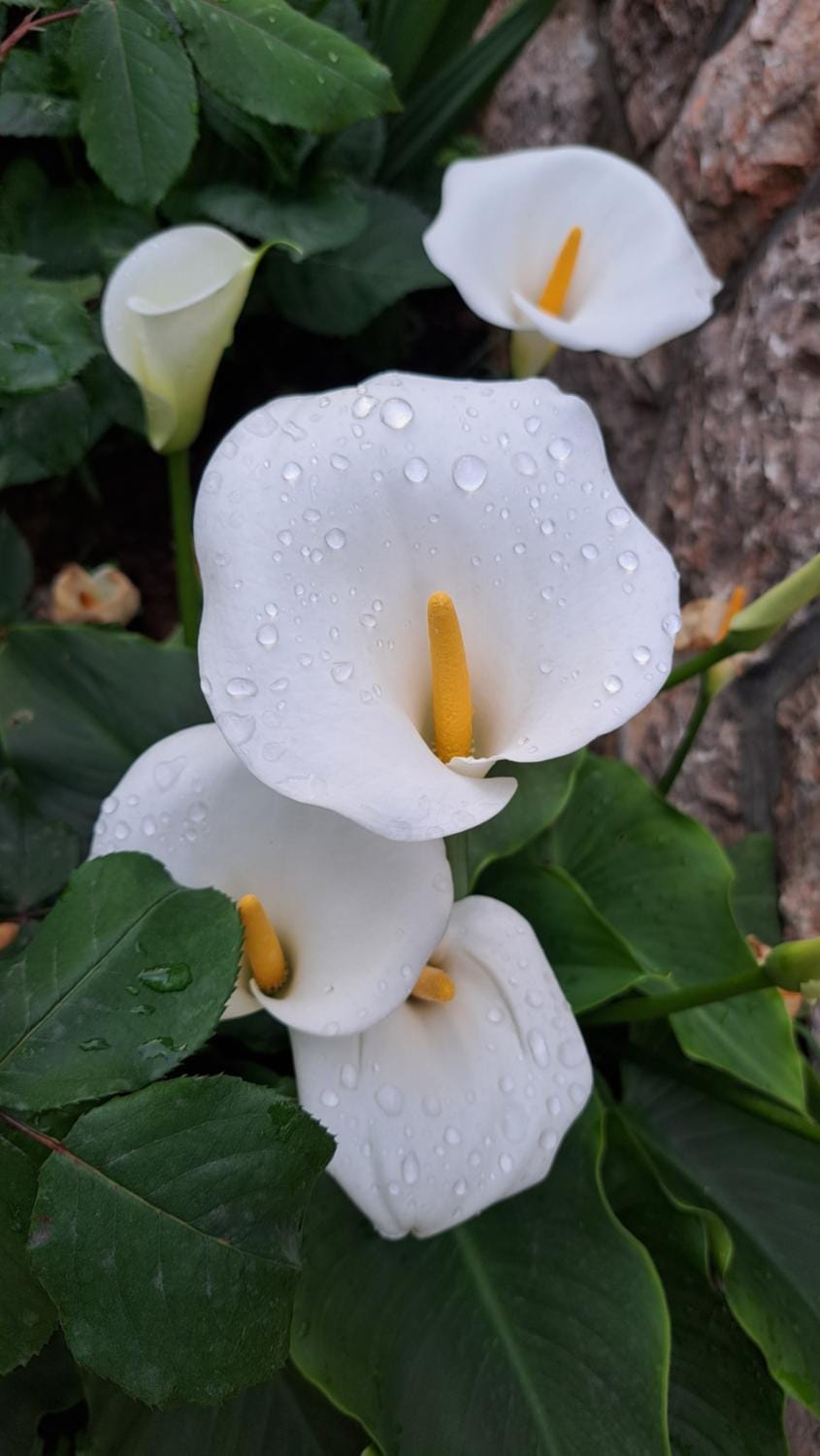 Apartmani Tomić Bed and Breakfast in Seline