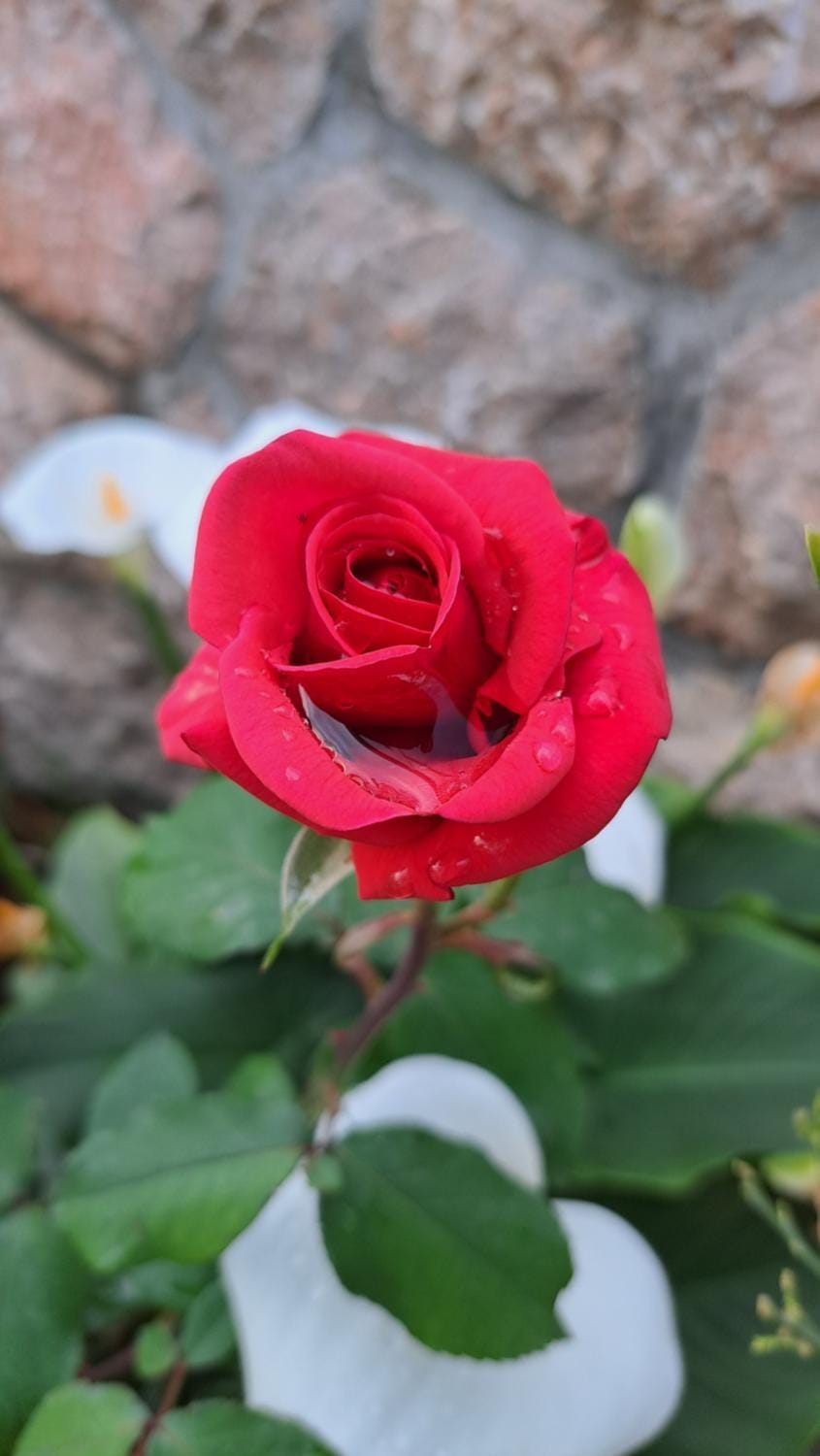 Apartmani Tomić Bed and Breakfast in Seline