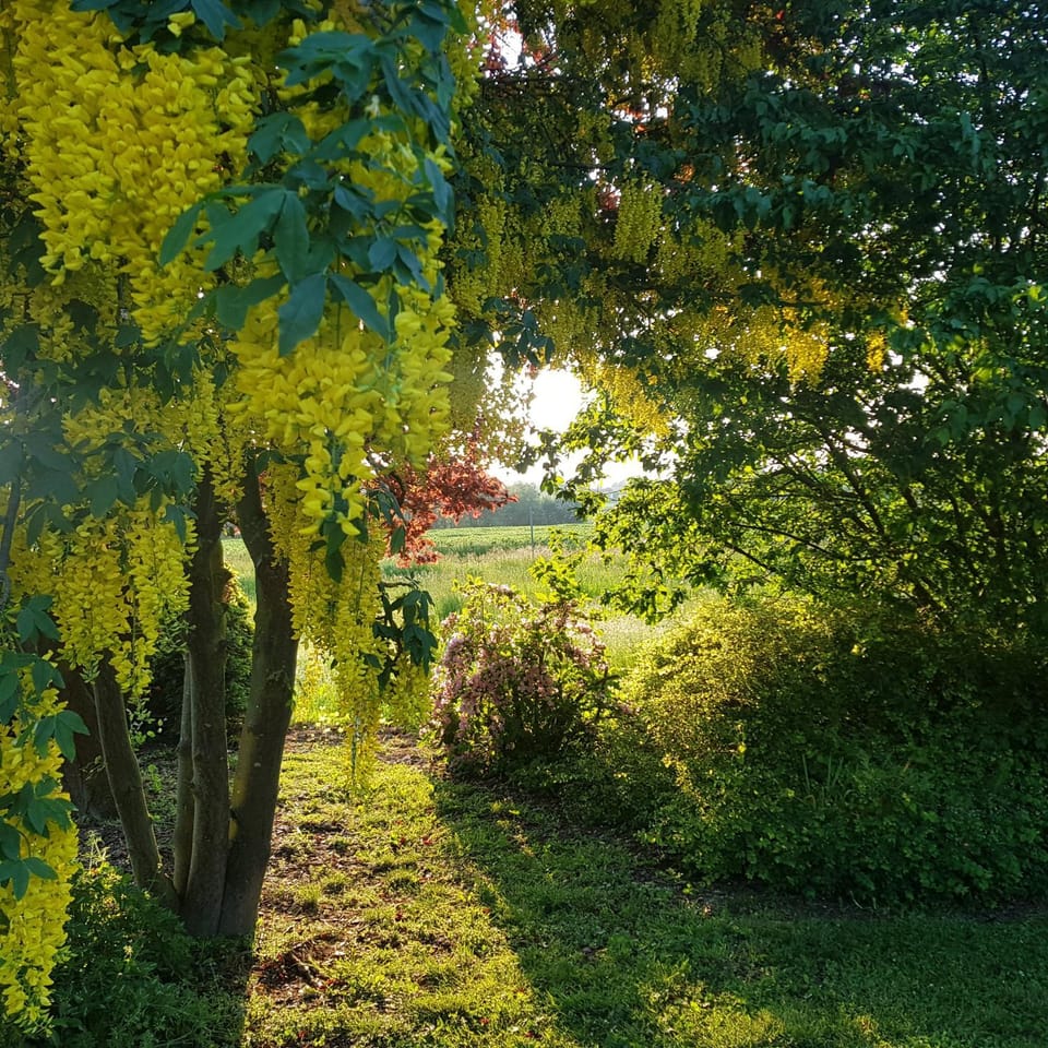 Natural landscape, Garden, Garden view