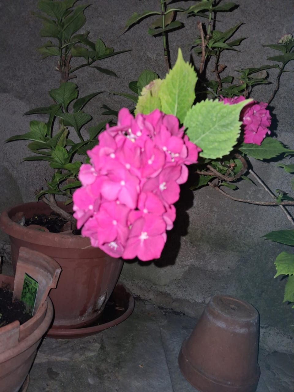 Night, Garden