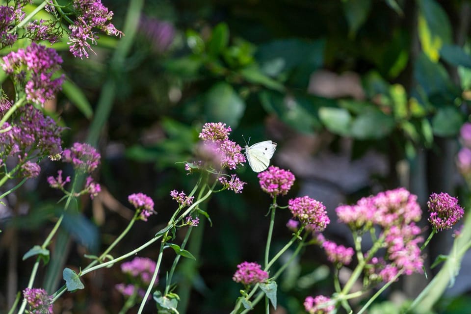 La Pampa en Provence - Maison de vacances House in French Riviera
