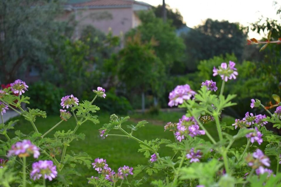 Garden, Garden view