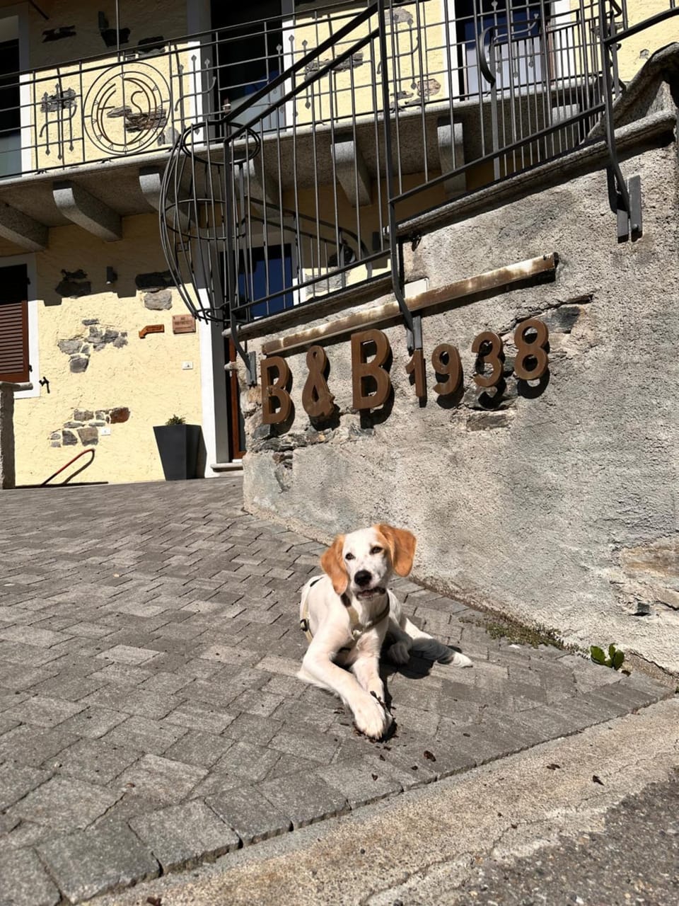 pet friendly