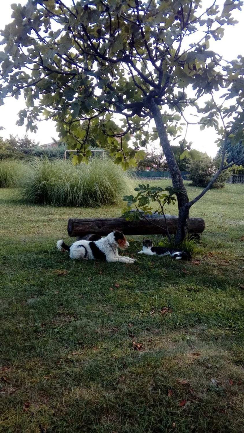 Day, Garden, Pets