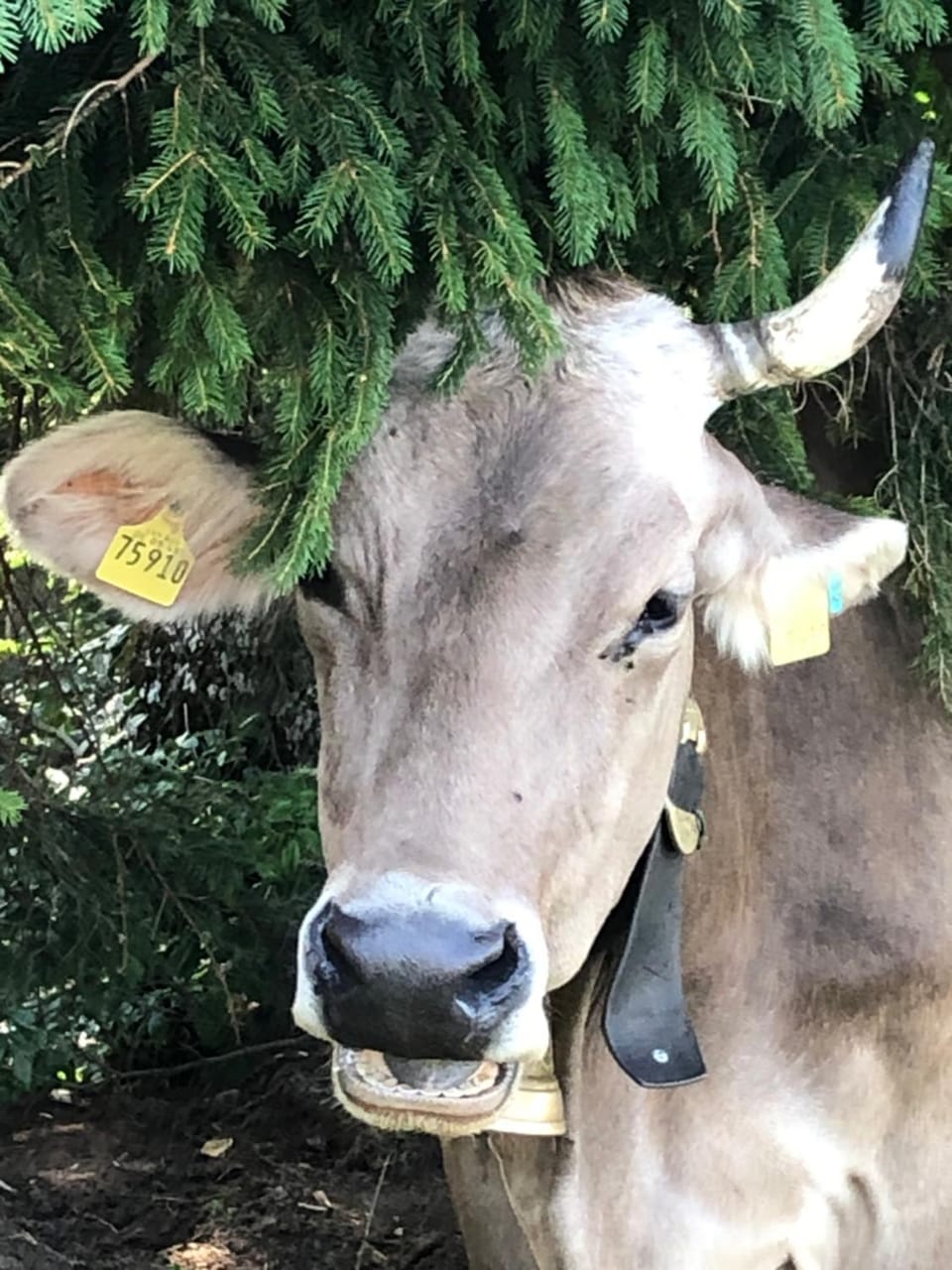 Off site, Animals
