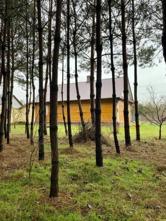 Day, Natural landscape, Garden