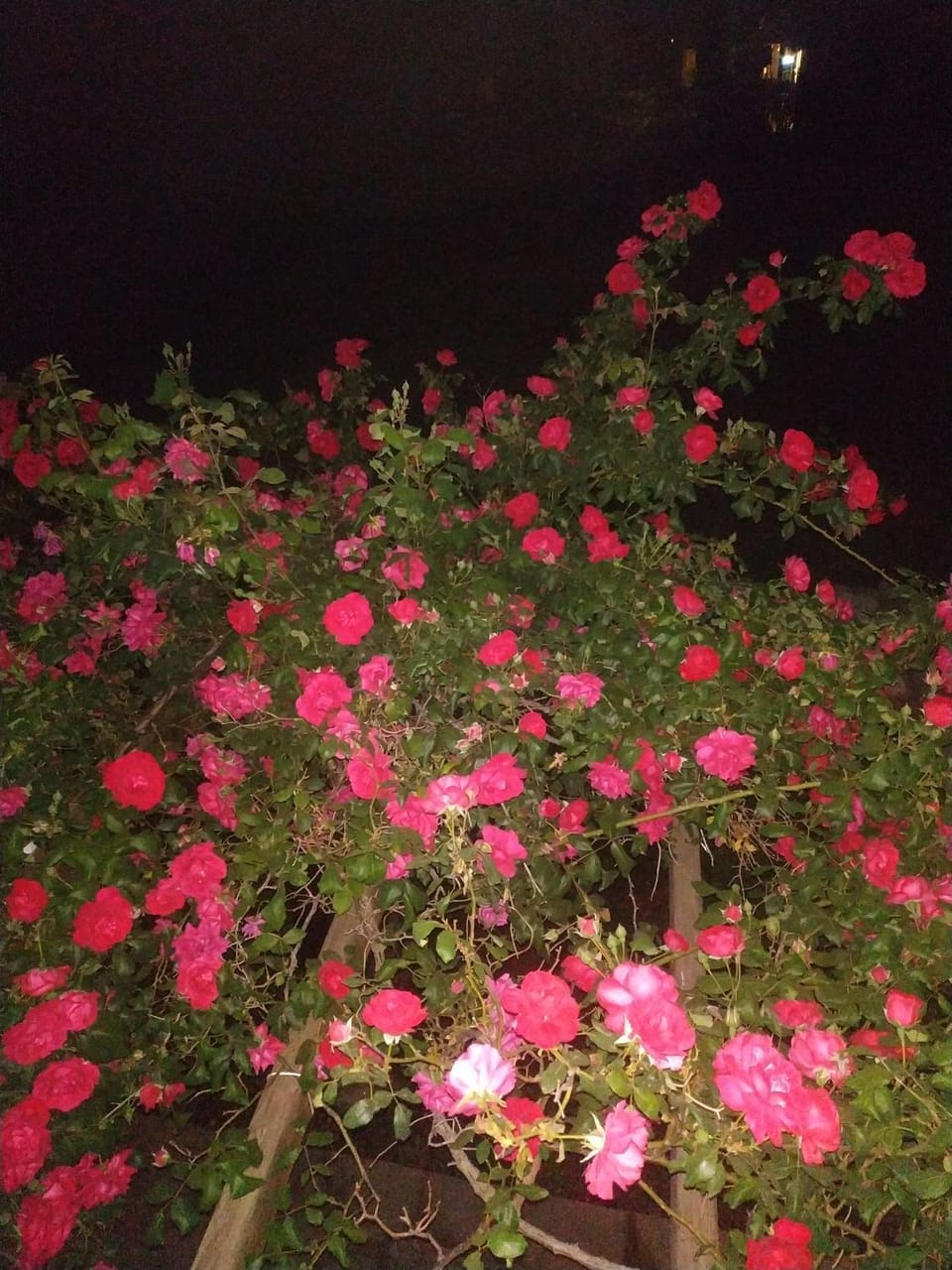 Studios Galanis Apartment in Halkidiki