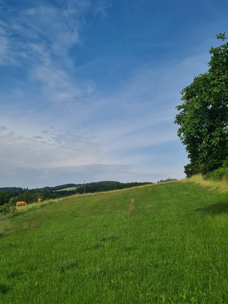 Pension Larifari Bed and Breakfast in Ahrweiler