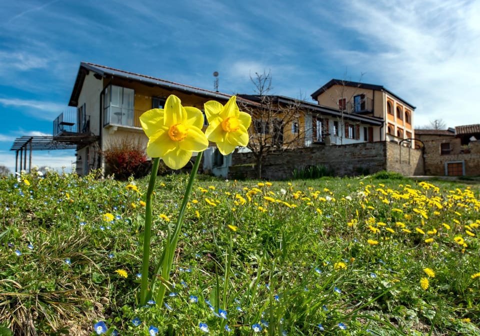 Property building, Spring, Day, Garden, View (from property/room), Garden view