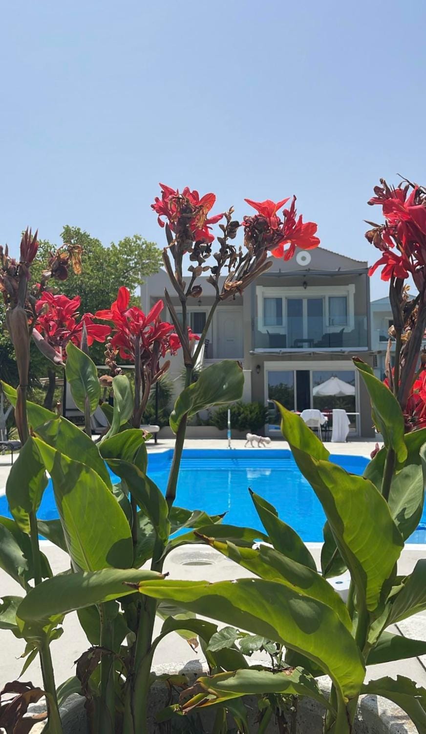 Garden, Garden view, Pool view