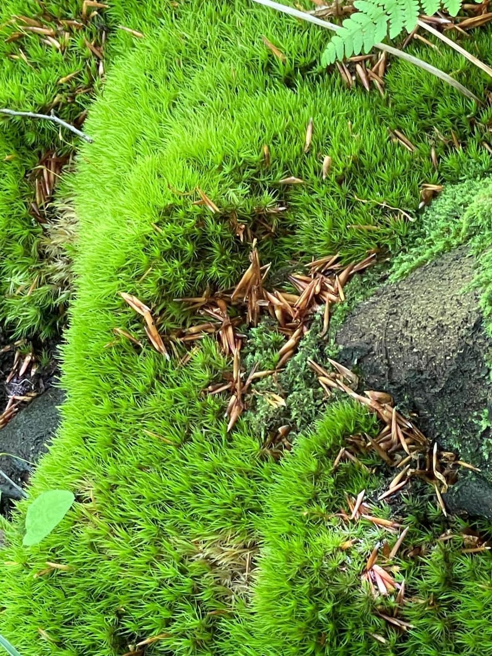 Natural landscape