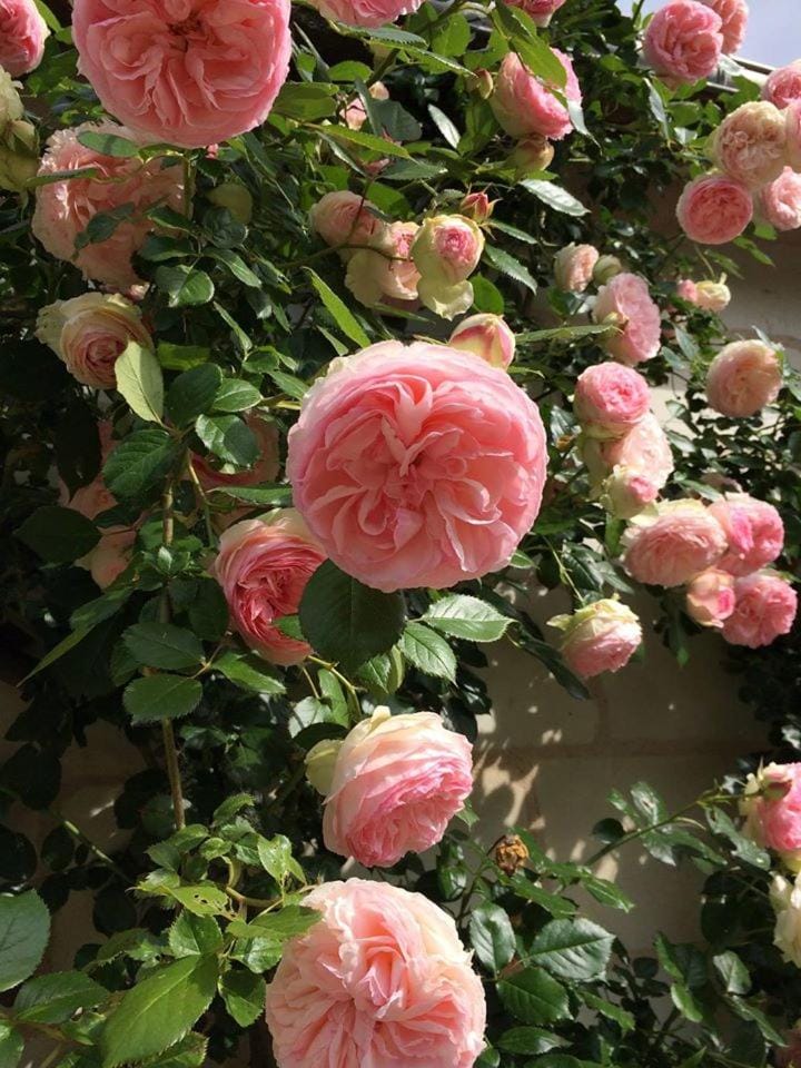Spring, Day, Garden, Garden, Balcony/Terrace, Balcony/Terrace, Decorative detail, Decorative detail, Seating area, Garden view, Garden view, River view, Area and facilities, Seasons, Inner courtyard view, Parking