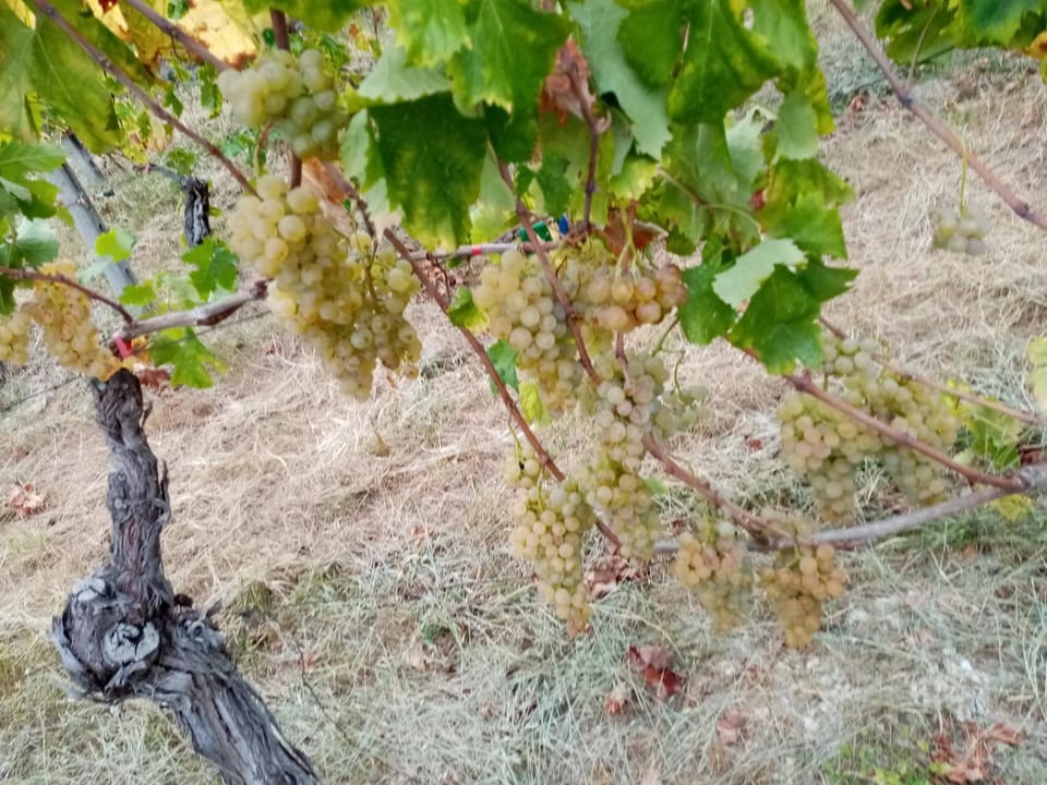 IL VIGNETO Apartment in Diano Marina