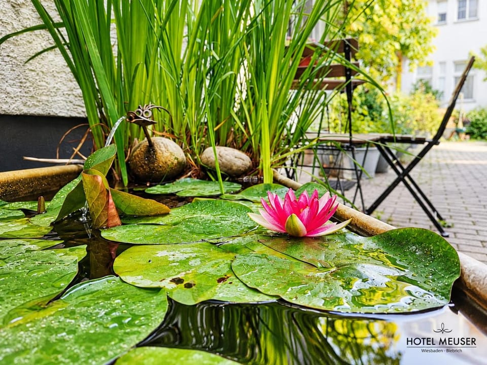 Spring, Day, Garden, Garden view